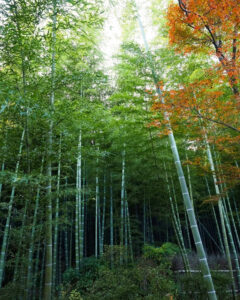 嵯峨嵐山 天龍寺、紅葉、日本庭園、11月秋、京都府京都市の観光・撮影スポットの名所